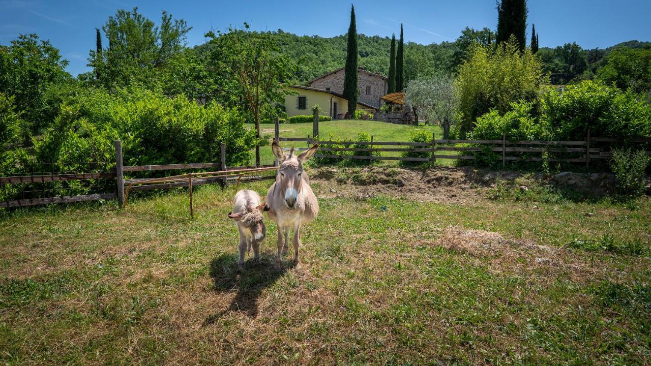 פרוג'ה Agriturismo I Pietrini מראה חיצוני תמונה
